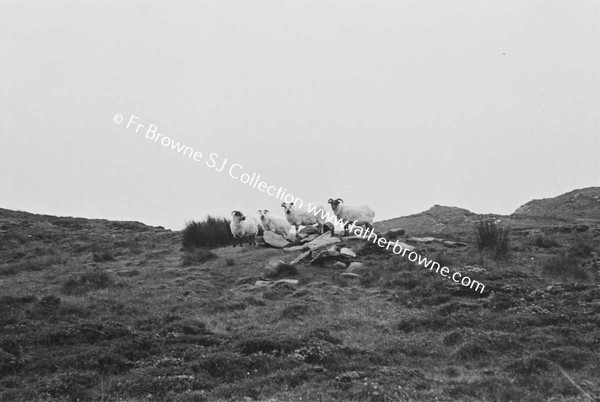 SLIEVE LEAGUE PARK NATIVES  (SHEEP)